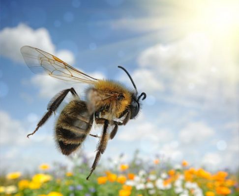 AboutBee